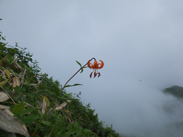 白山で出会った花々２_f0207955_13205538.jpg