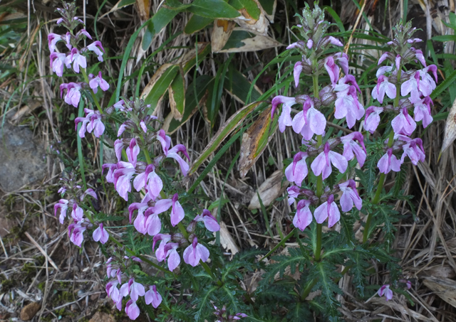 白山で出会って花々３_f0207955_20382198.jpg