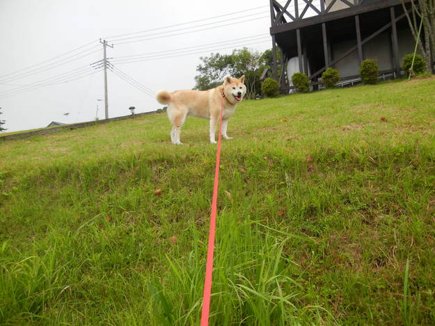 ’14,7,27(日)涼しいけれど湿気が~!_f0060461_911470.jpg