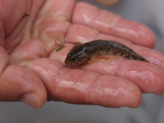 水生生物_c0171980_0571844.jpg