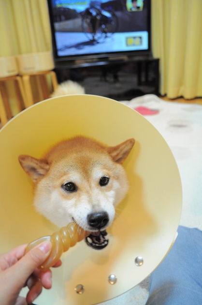 正しいおもちゃの使い方_a0126590_10061462.jpg