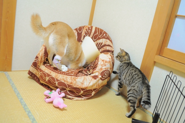 正しいおもちゃの使い方_a0126590_10063601.jpg