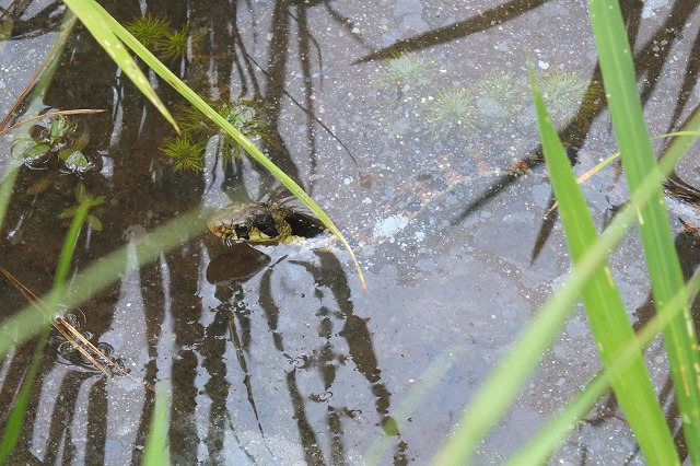 ■　ヘビも水浴？　　　14.7.27_e0070891_18172338.jpg