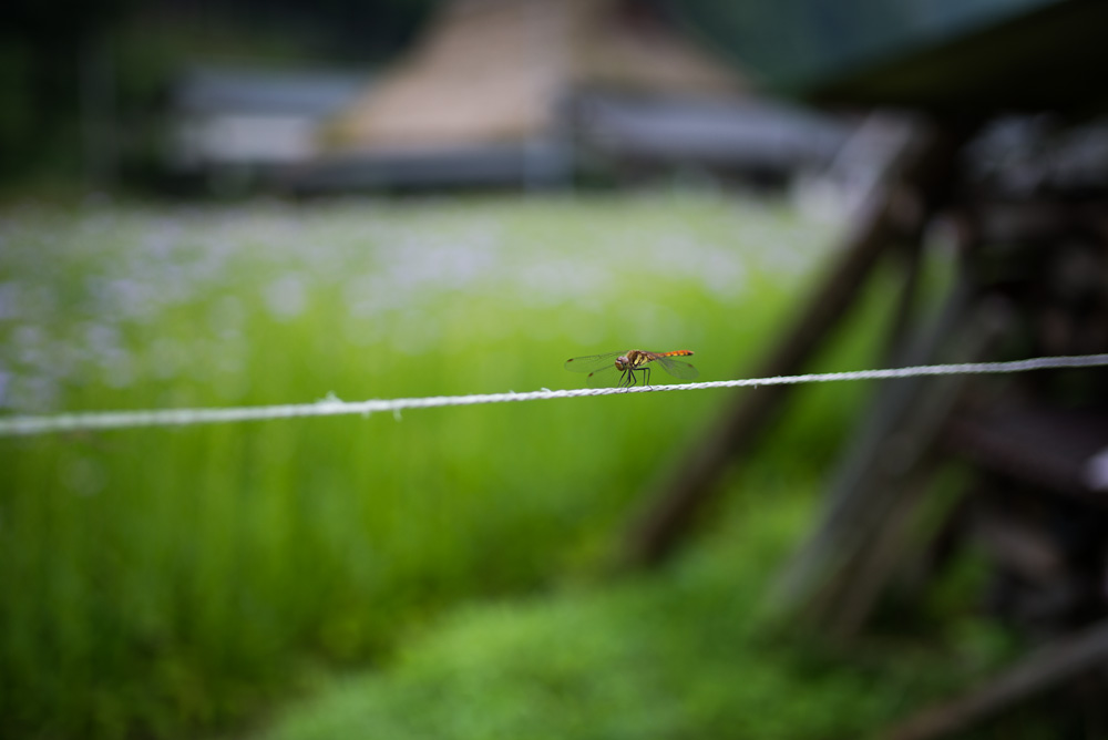 久多　北山友禅菊_d0282594_11204377.jpg