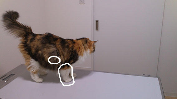 きなこに腫れが ひなたぼっこ きなこに腫れが ひなたぼっこ