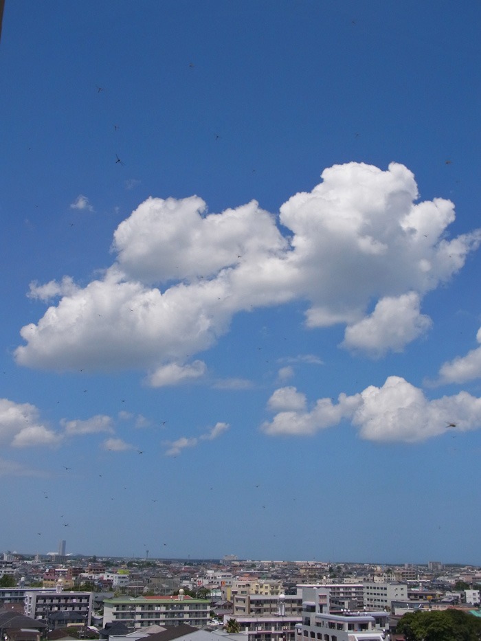 c0049299_15472241.jpg