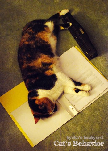猫の習性に邪魔される夜_b0253205_3493527.jpg