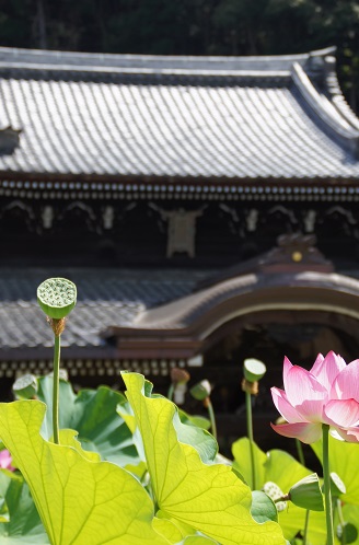 蓮　　～三室戸寺（宇治）～_c0235725_17524892.jpg