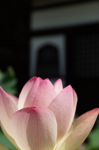 蓮 ~三室戸寺(宇治)~_c0235725_1853562.jpg