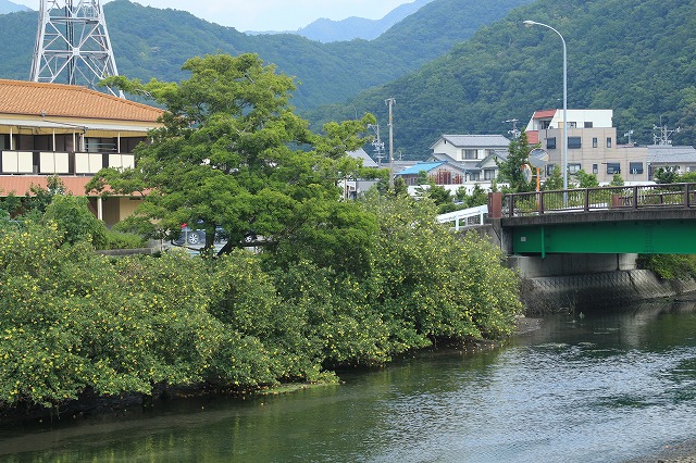 萩原川のハマボウ見ごろ_e0321325_972786.jpg