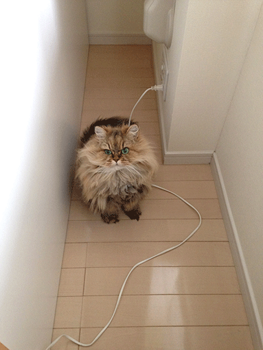 e0157129_1836846.gif
