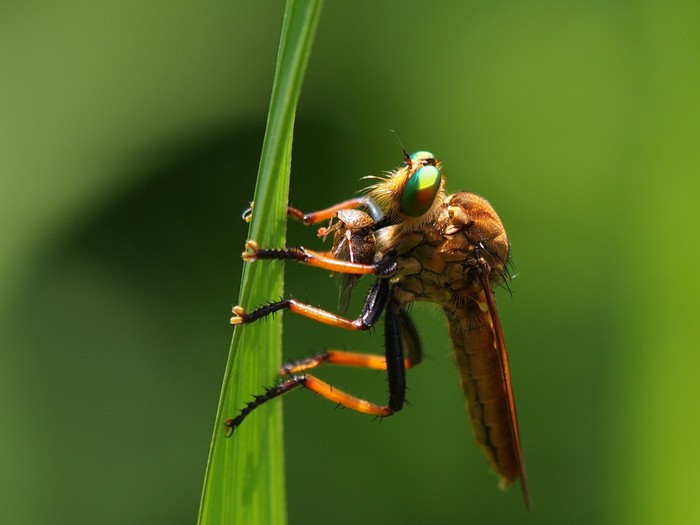 ミヤマカラスアゲハを撮りたくて・・・_e0324435_21341940.jpg