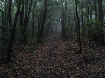c0077338_61827.jpg