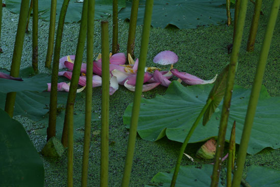 花はすⅡ（南越前町）_c0093046_6302556.jpg