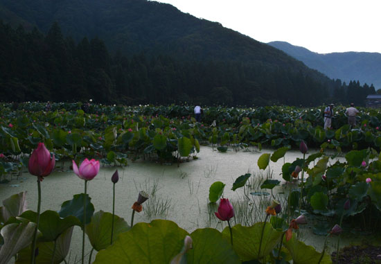 花はすⅡ（南越前町）_c0093046_630641.jpg