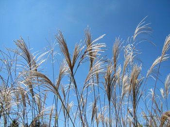 f0064449_91233.jpg