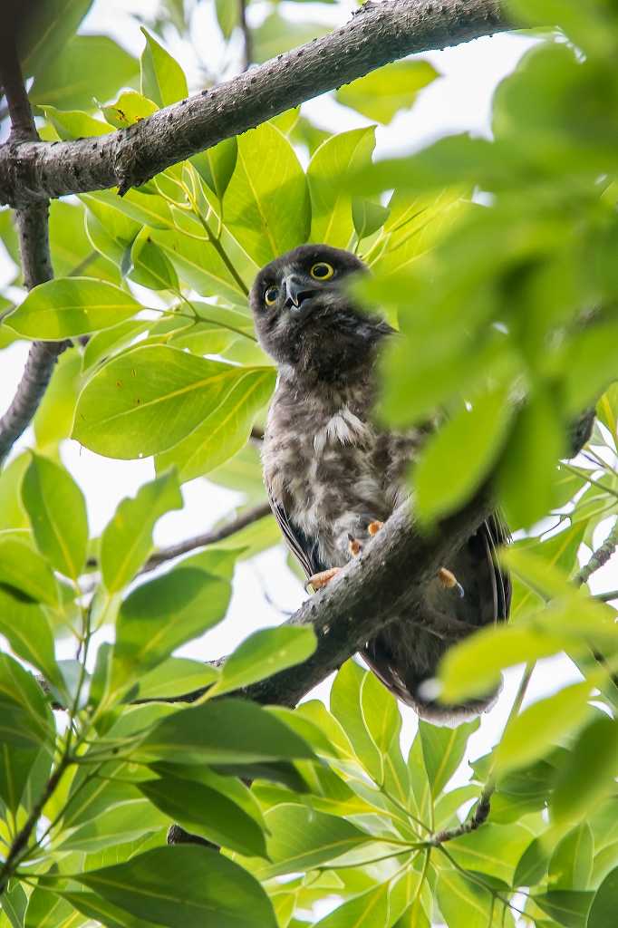 アオバズクの雛_f0044056_07030478.jpg