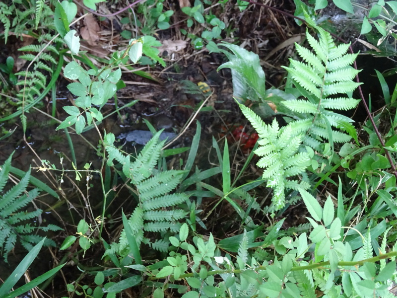 c0108460_02462884.jpg