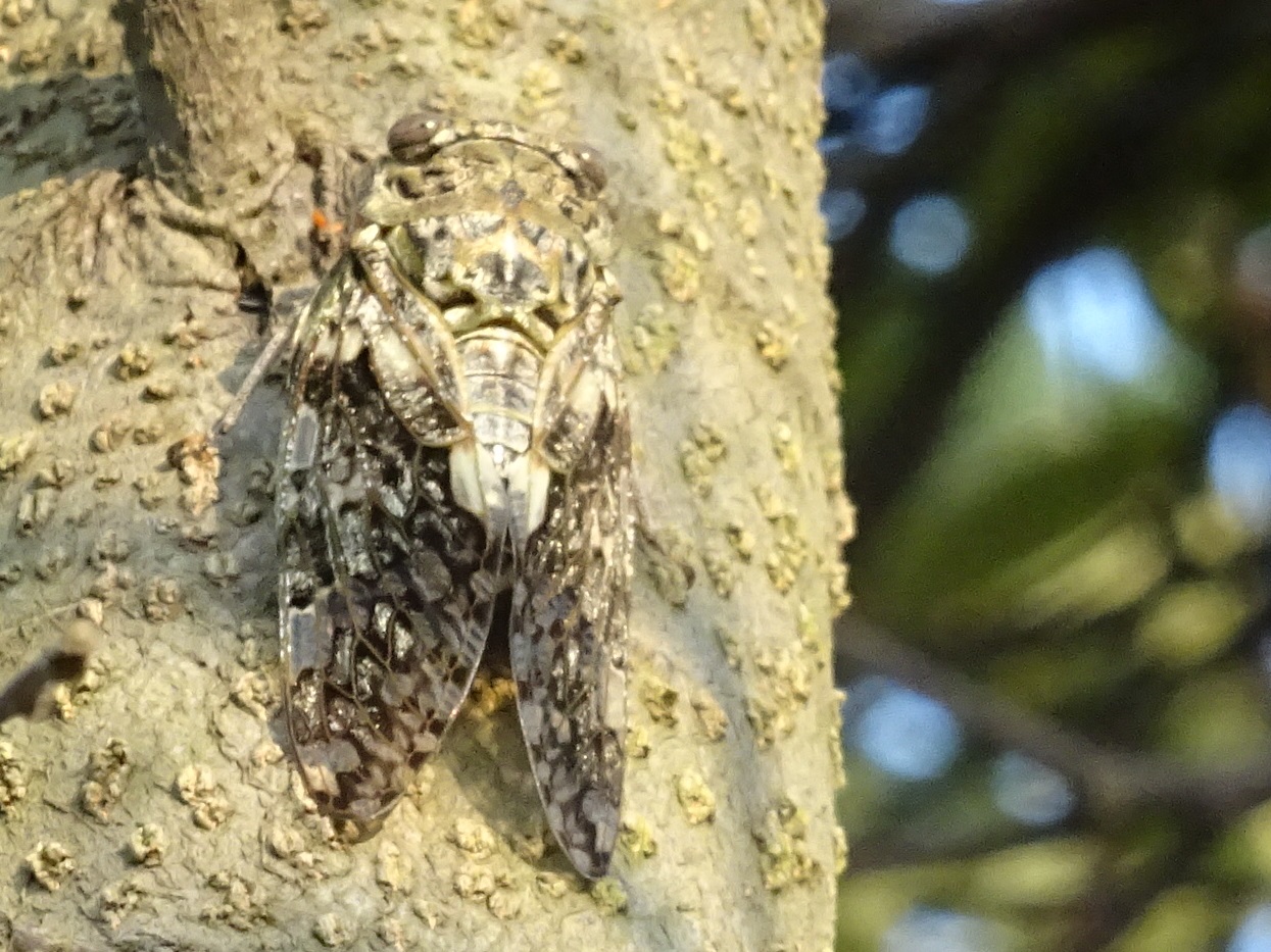 大阪府立大学「カニ調査」第２日目　　in   せんなん里海公園_c0108460_02463109.jpg