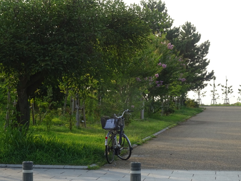 大阪府立大学「カニ調査」第２日目　　in   せんなん里海公園_c0108460_02592314.jpg