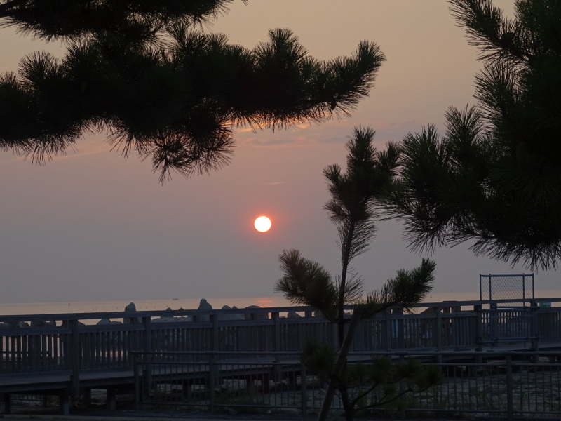 大阪府立大学「カニ調査」第２日目　　in   せんなん里海公園_c0108460_03403240.jpg