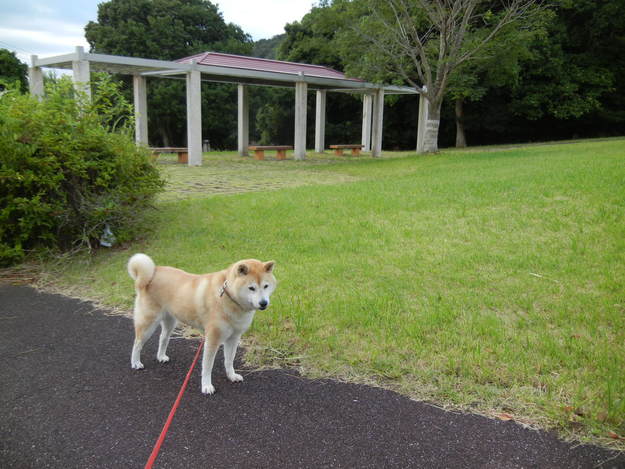’14,7,28(月)快適な気温で過ごしやすいYO!_f0060461_1039287.jpg