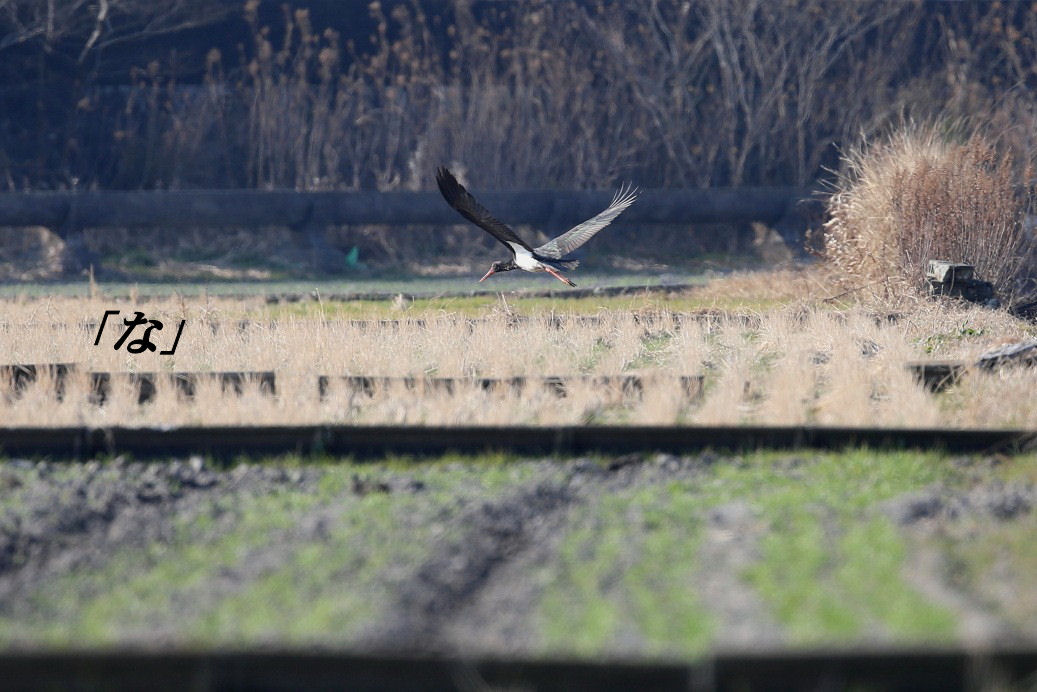 野鳥と遊ぶいろはカルタ　「な」_e0049063_8411767.jpg