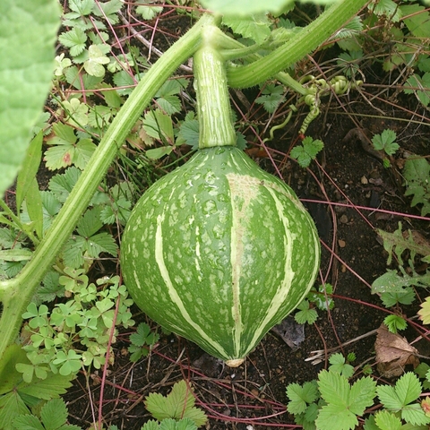c0311170_8534649.jpg