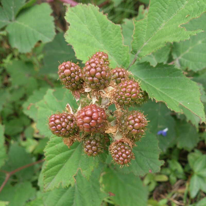 c0311170_8554972.jpg