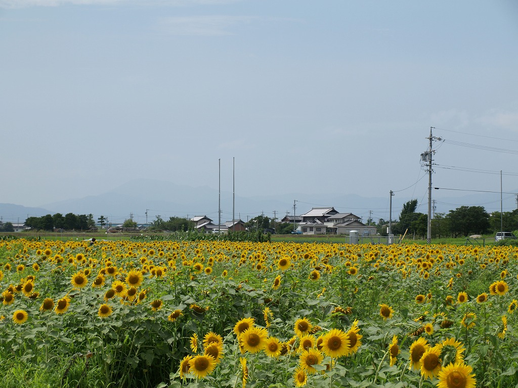 『ヒマワリは綺麗です・・・・・』_d0054276_20515648.jpg