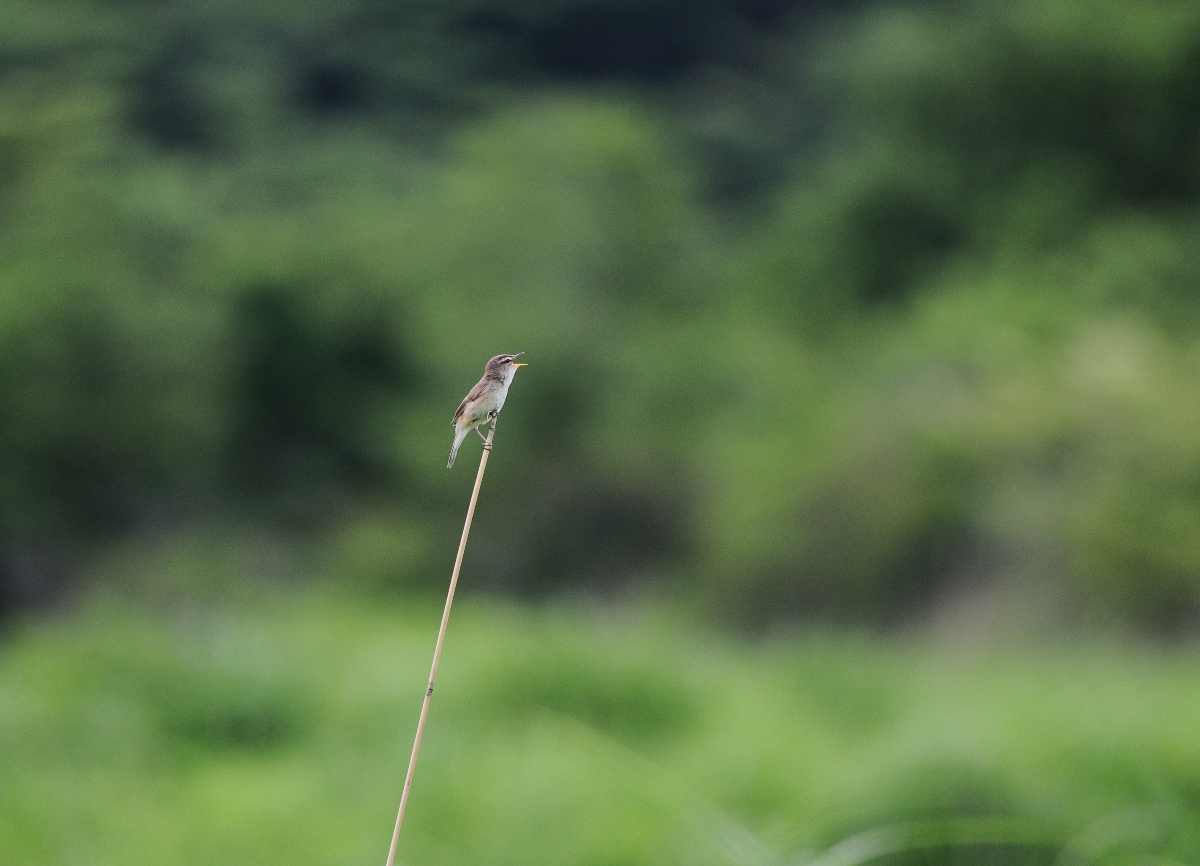 今月は・・・。在庫コヨシキリ。_d0157380_628264.jpg