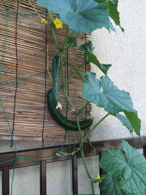 7月28日の給食_c0293682_17125341.jpg
