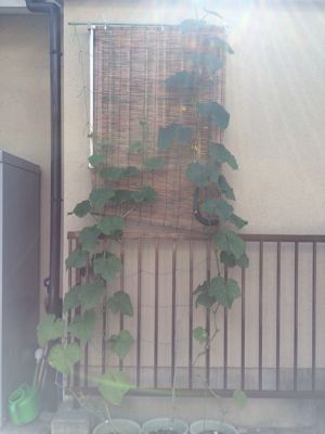 7月28日の給食_c0293682_17125352.jpg