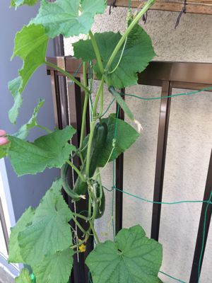 7月28日の給食_c0293682_17125586.jpg