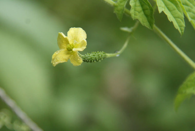 c0177785_5111621.jpg