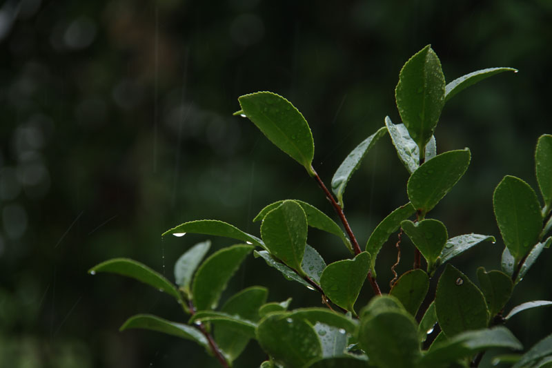 c0177785_5181063.jpg