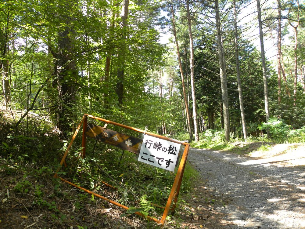 行峠の松_b0329588_15075724.jpg