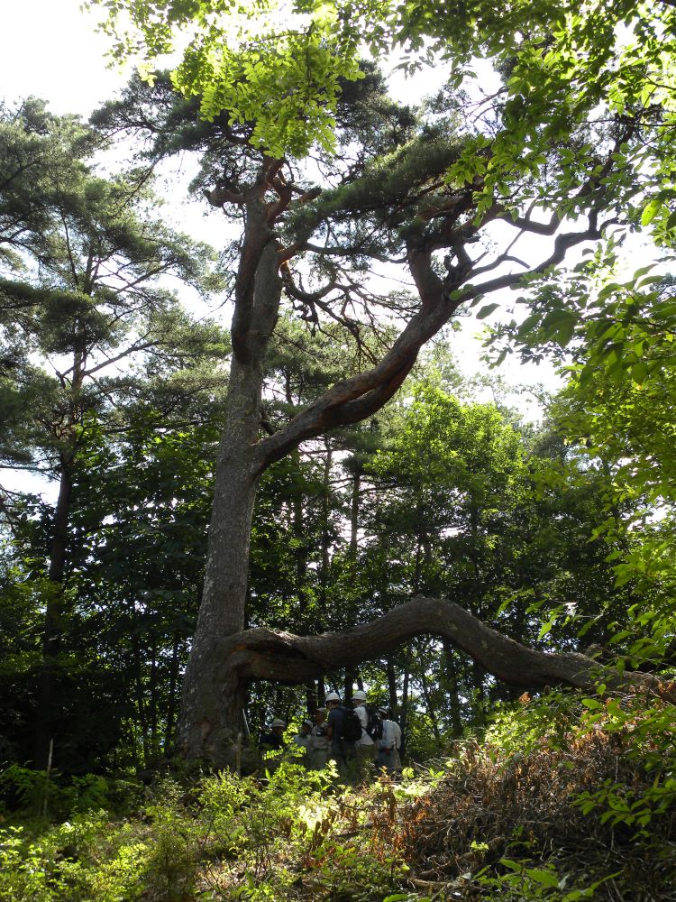 行峠の松_b0329588_15080687.jpg