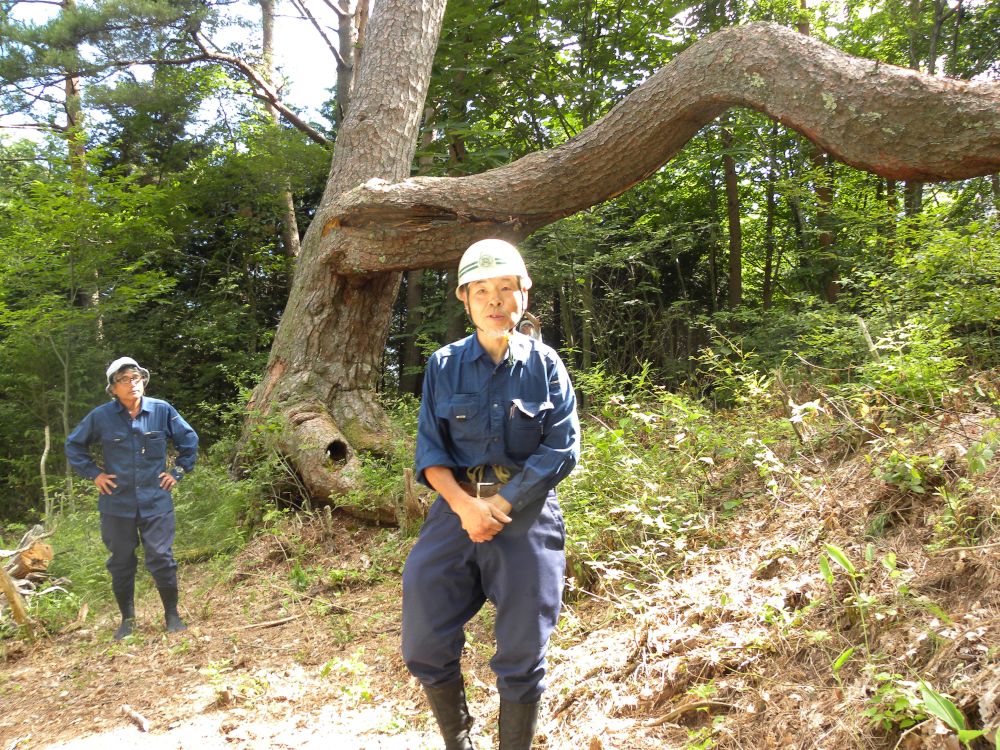 行峠の松_b0329588_15081788.jpg