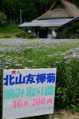 常本のおさむちゃん夫婦が愛情込めて切り盛りする…北山友禅菊摘み取り園_b0226089_19355254.jpg