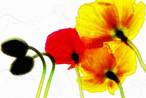 f0018492_74807.jpg