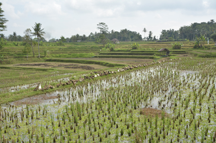 BALI 2014_d0184294_16312076.jpg