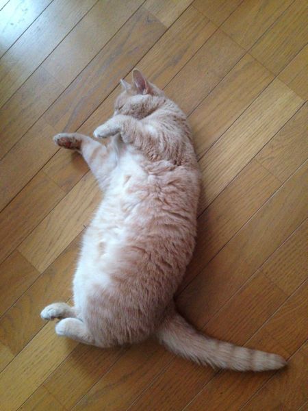 今日からまたBLOG再開します〜_c0108595_22382762.jpg