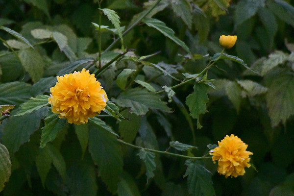 b0024798_9562367.jpg