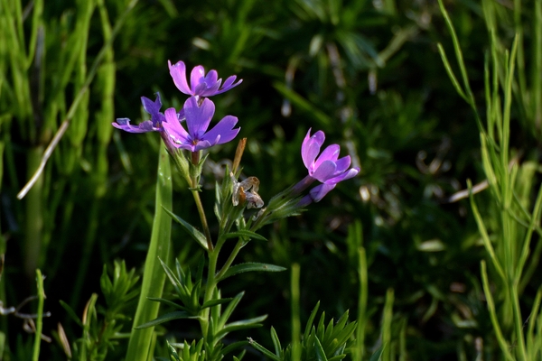 b0024798_957987.jpg