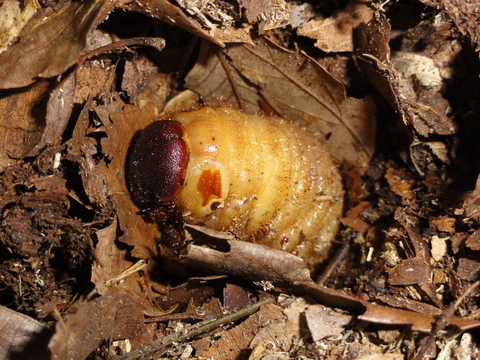 カブトムシの蛹化と羽化 名短カエル通信