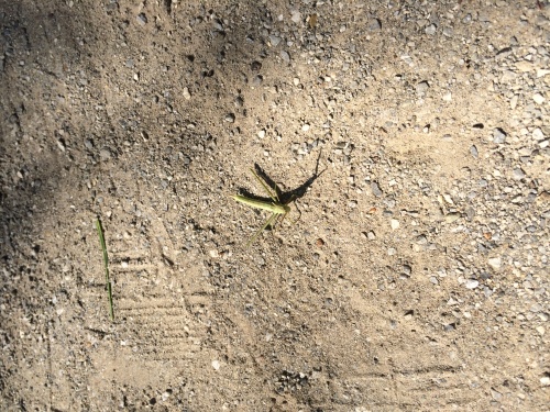 e0081632_18352901.jpg