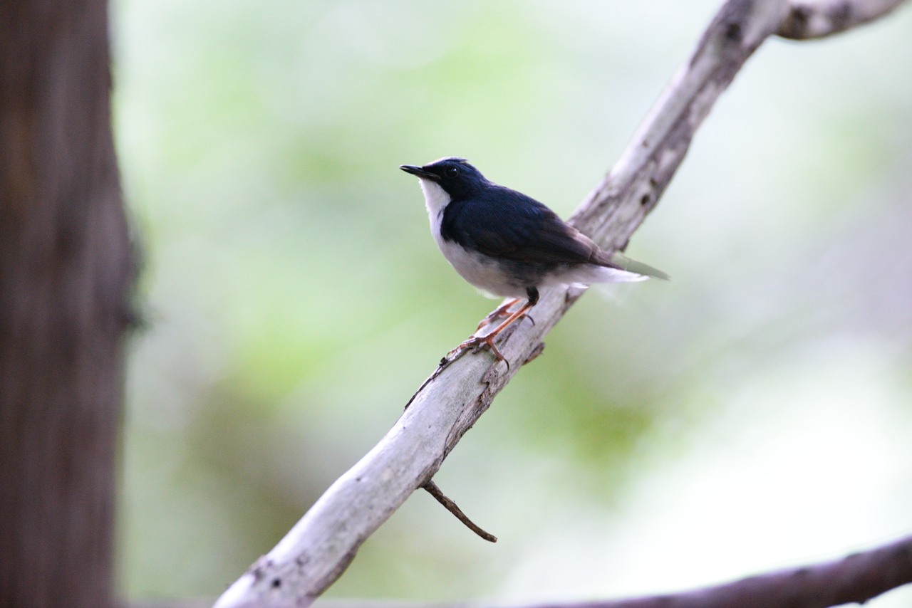 お山の鳥さん　＜前篇＞_b0096536_0181560.jpg