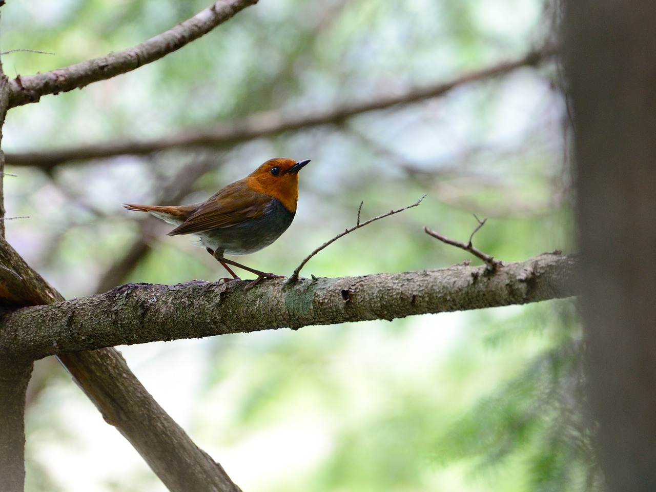 お山の鳥さん　＜前篇＞_b0096536_050383.jpg