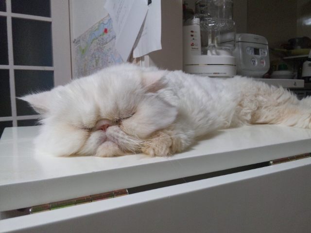 ゆるゆる_d0152937_20371187.jpg